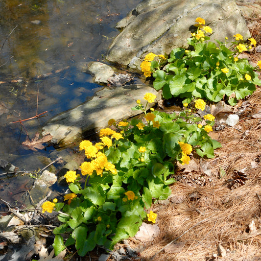 Caltha palustris 'Multiplex' ('Flora Plena')