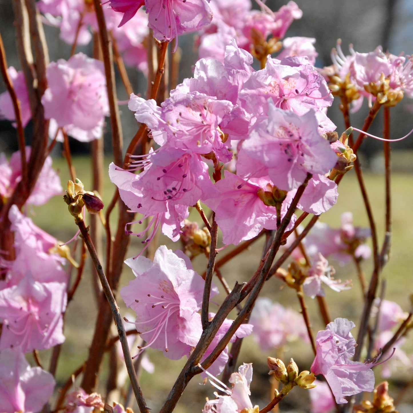 Azalea mucronulatum 'Cornell Pink'