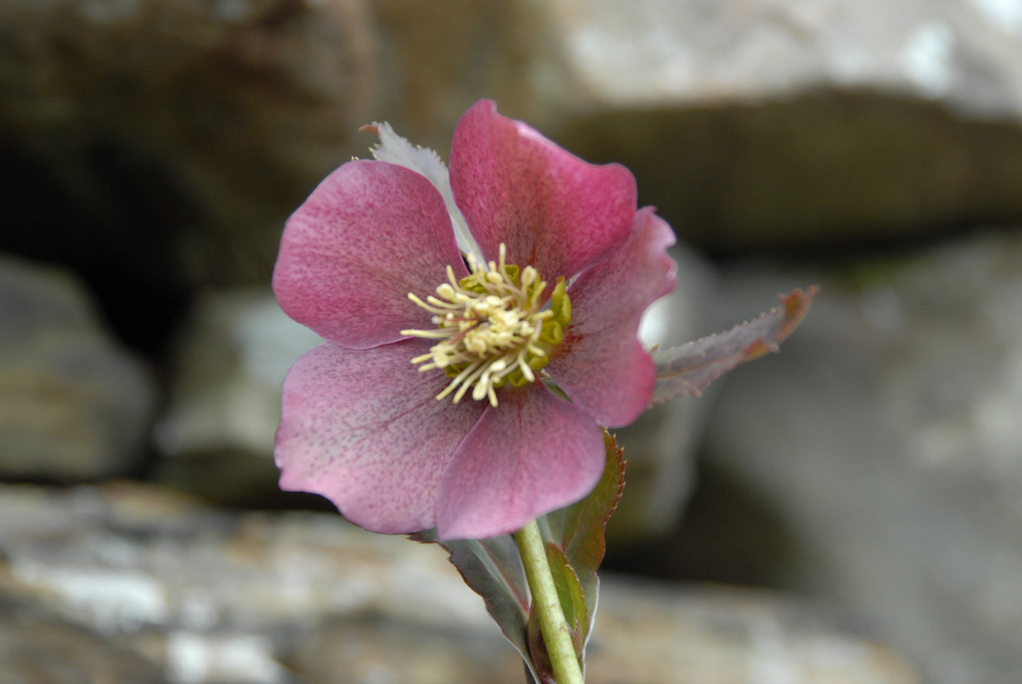 Helleborus orientalis 'Red Hybrid'