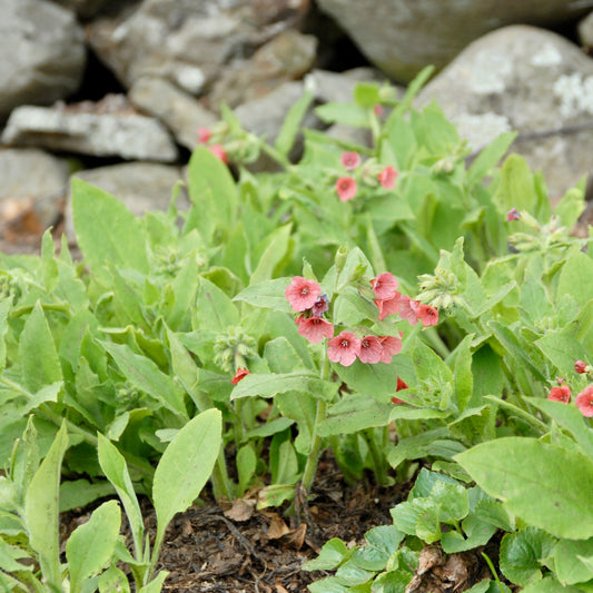 Pulmonaria rubra