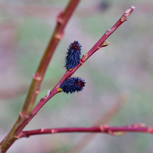 Salix gracilistyla melanostachys 'Black Cat' - Black Pussy Willow