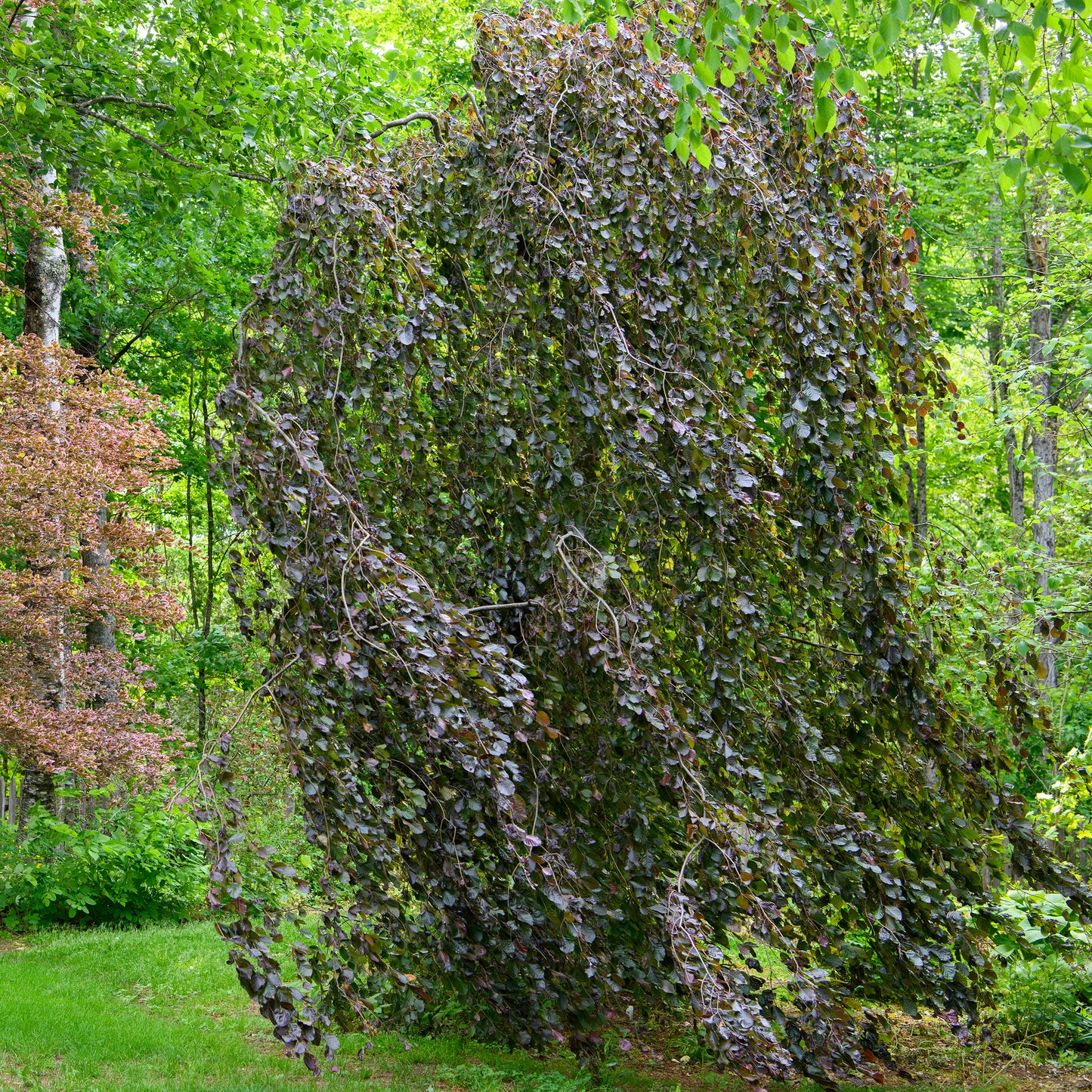 Fagus sylvatica 'Purple Fountain' (Purple Weeping Beech)
