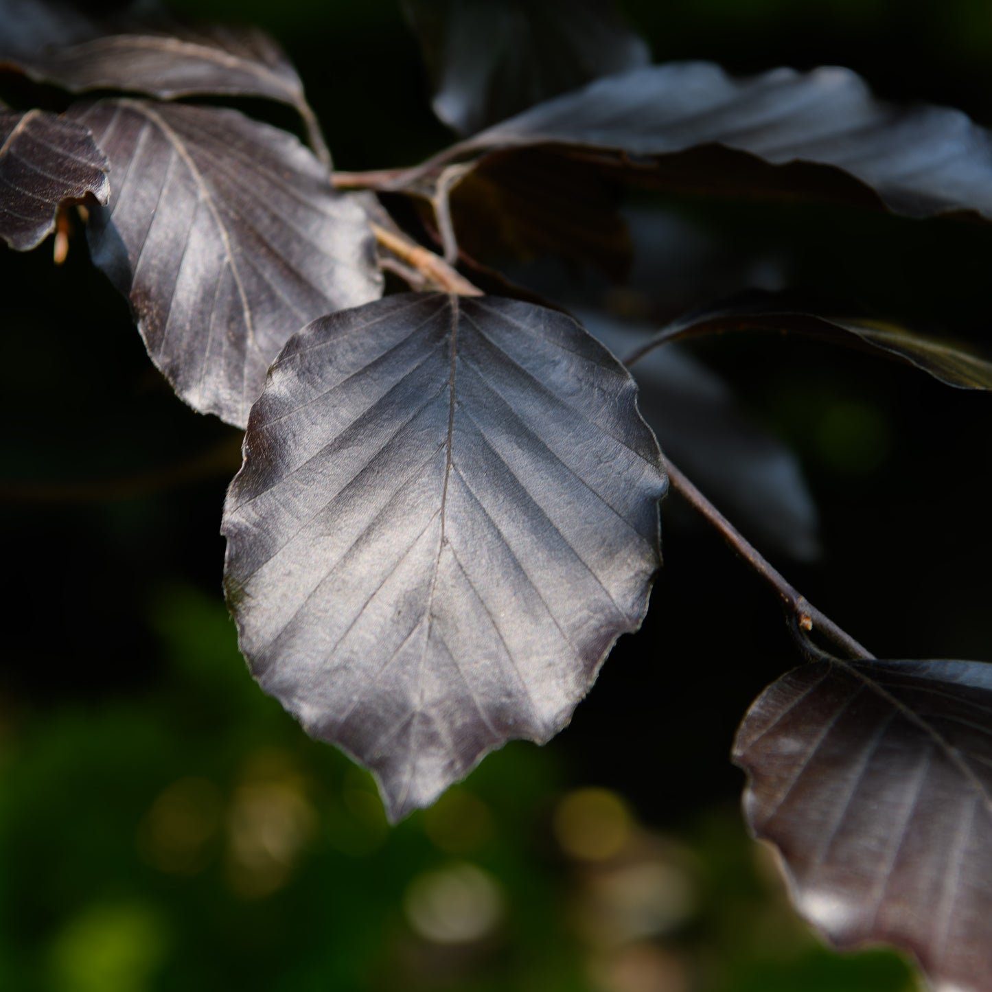 Fagus sylvatica reversii (Copper Beech)