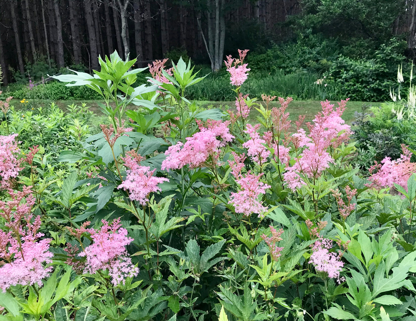 Pink flowering plants with green leaves in a garden setting