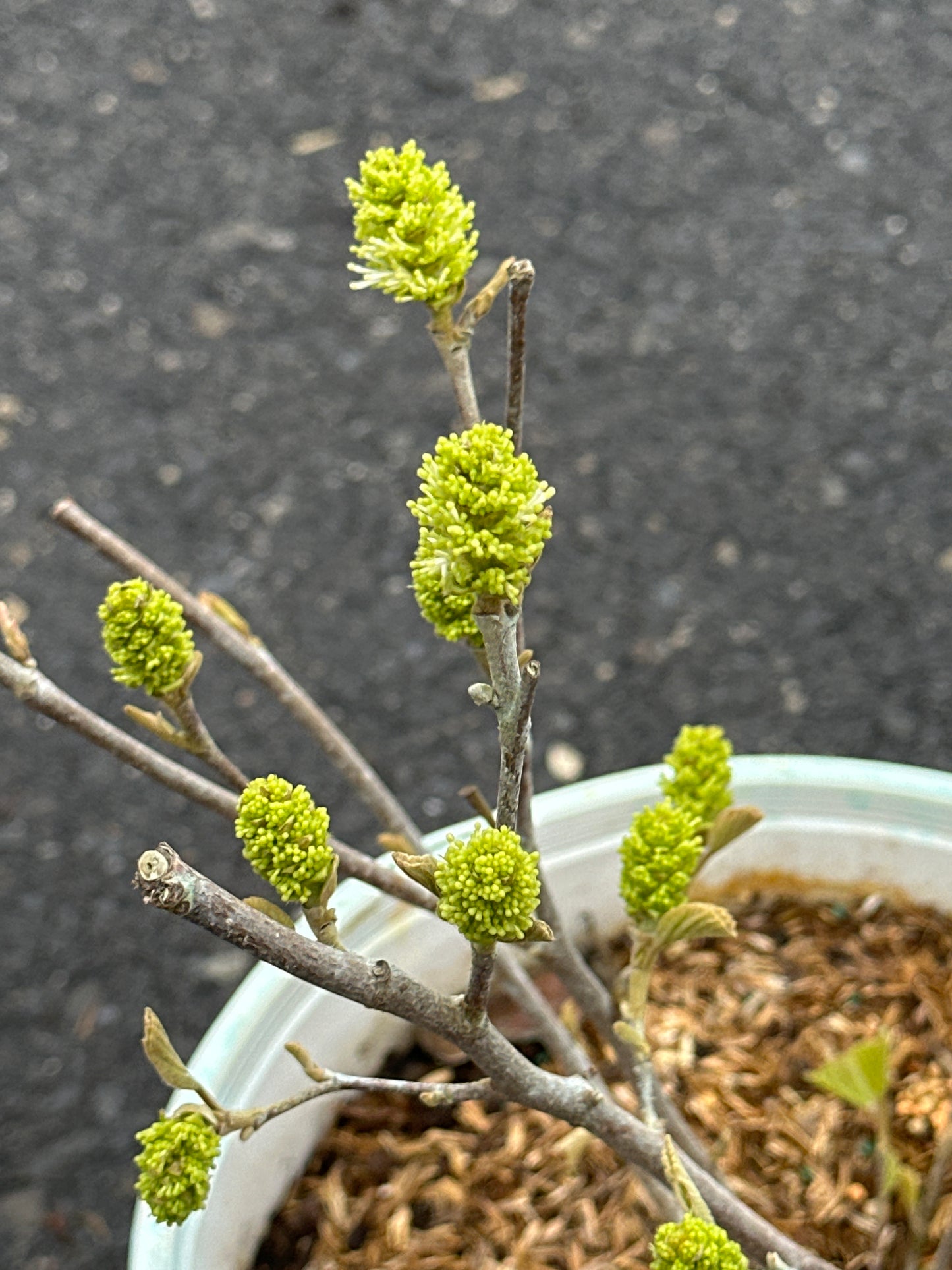 Close-up of a branch with green buds in a pot on a dark surface