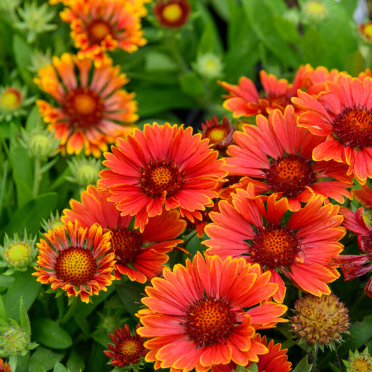 Gaillardia aristata  SpinTop 'Mariachi Copper Sun'