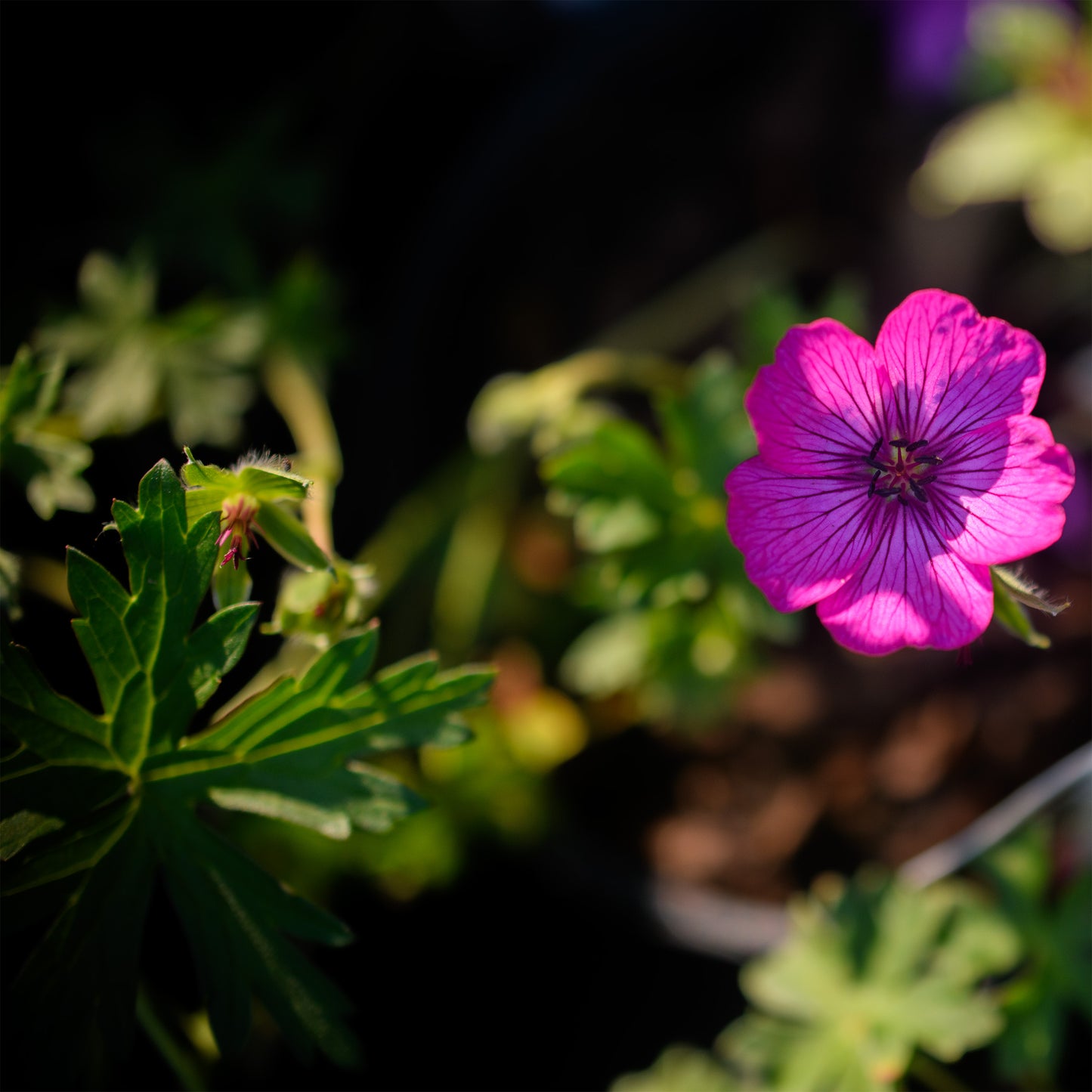 Geranium cinereum 'Carol'