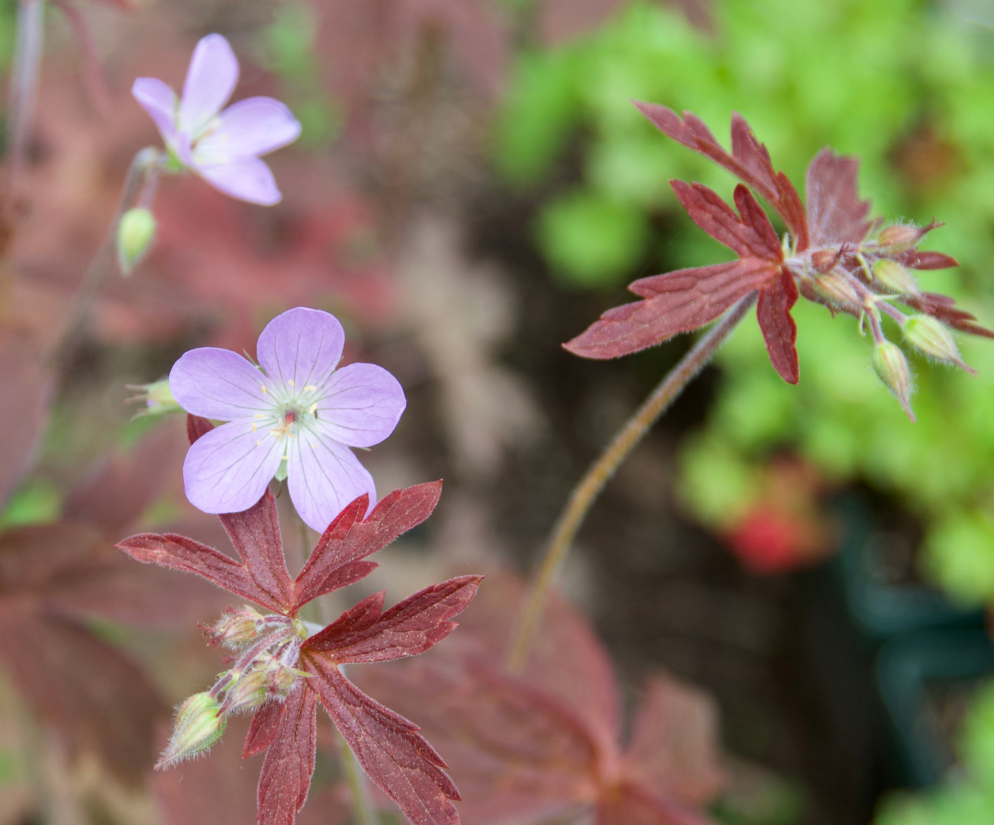 Geranium maculatum 'Espresso'