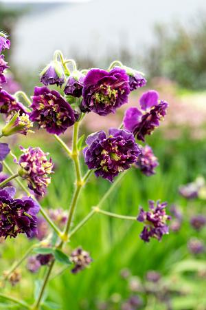 Geranium phaeum 'Joseph Green'