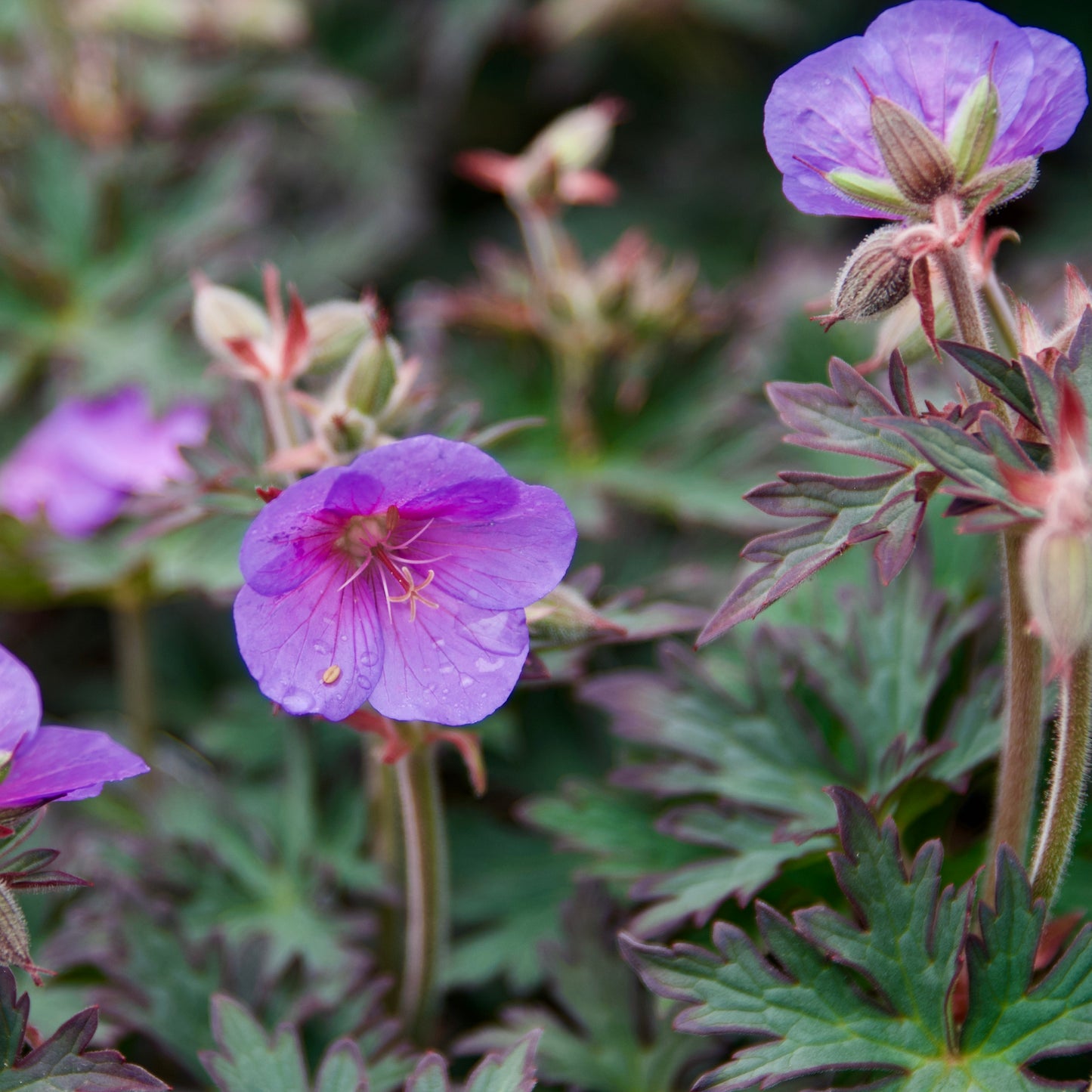 Geranium pratense 'Boom Chocolatta'