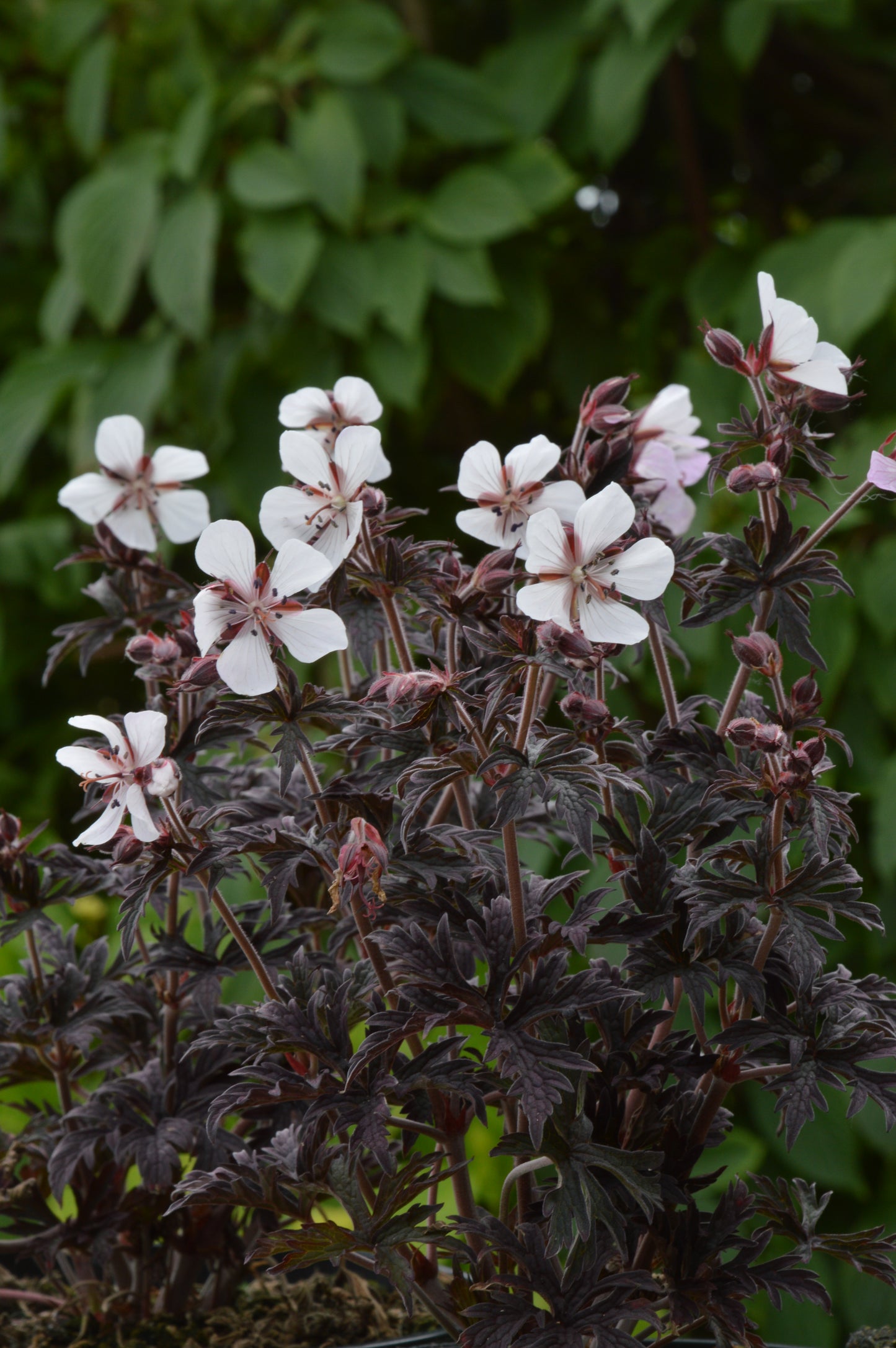 Geranium pratense  'Midnight Ghost'