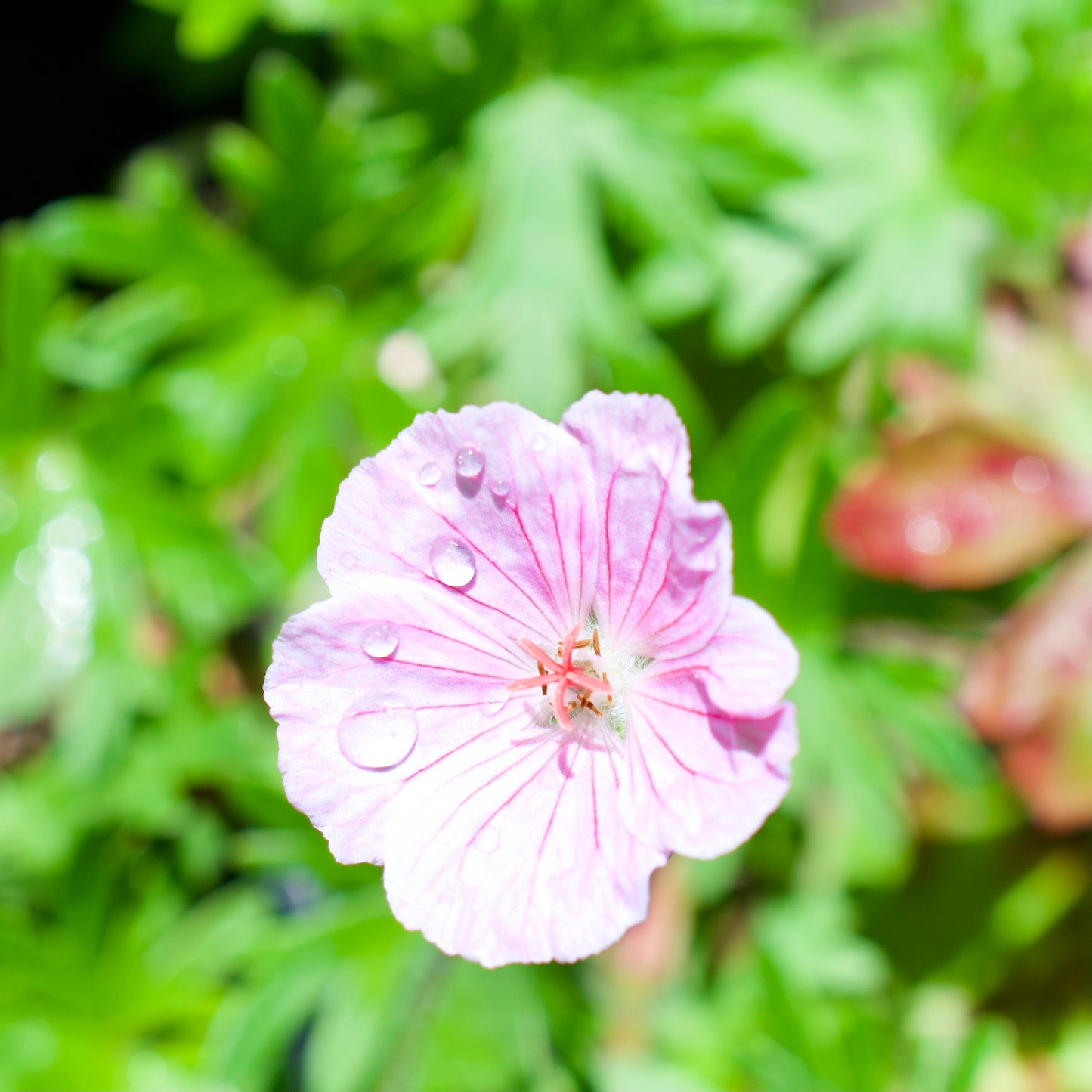 Geranium sanguineum var. 'Striatum'