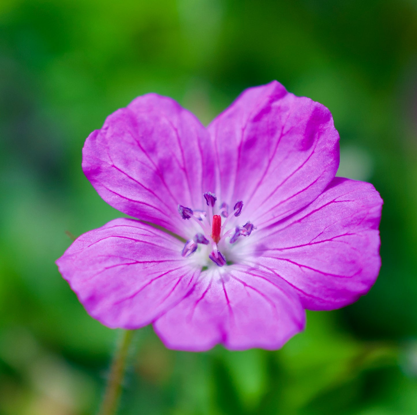 Geranium sanguineum 'Vision'