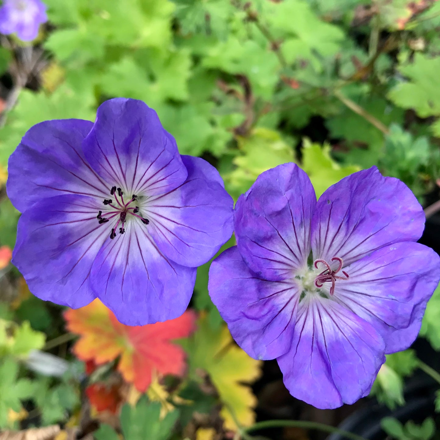 Geranium x 'Azure Rush'