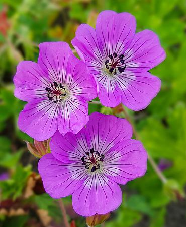 Geranium x 'Bloom Time'