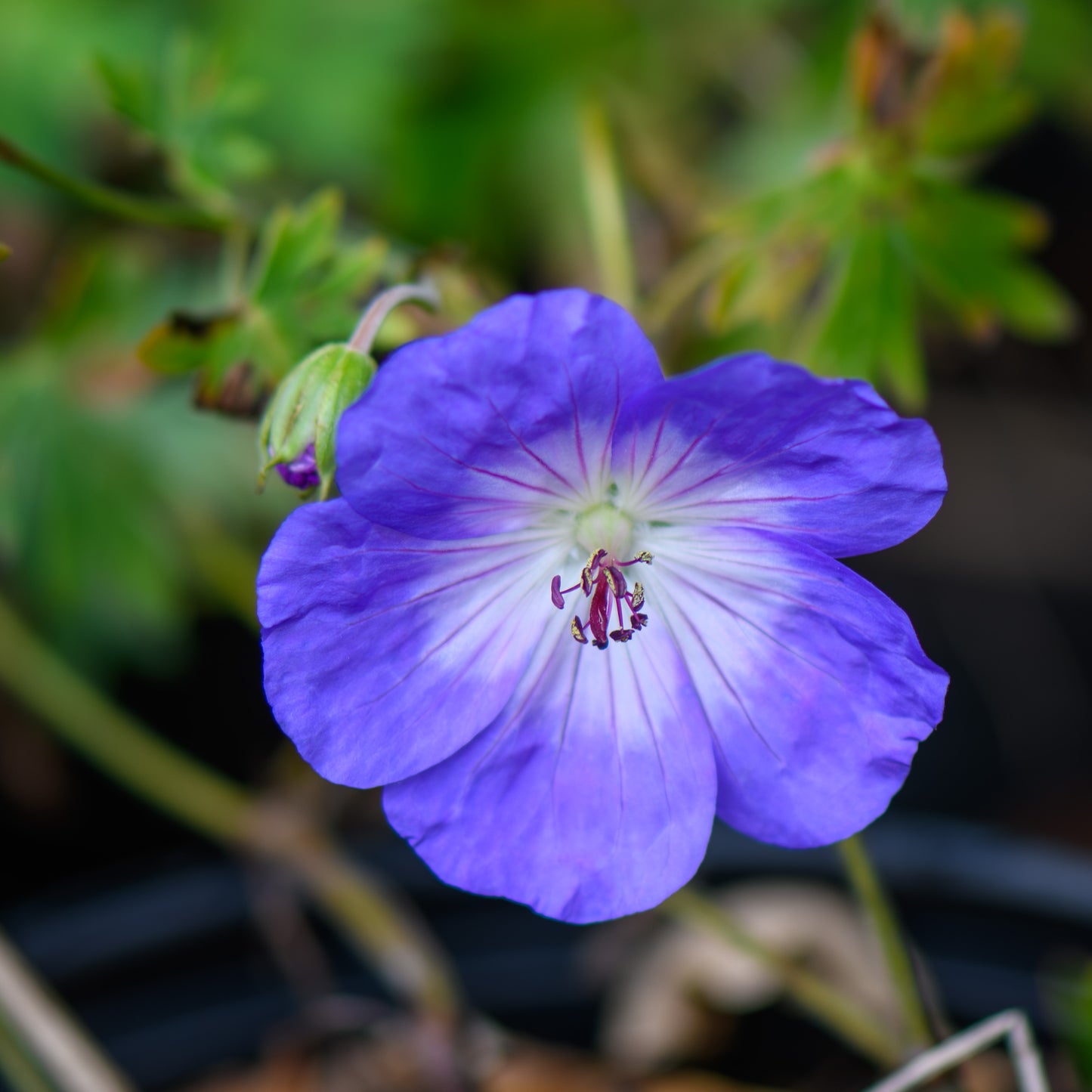 Geranium x 'Censation Daily Blue'