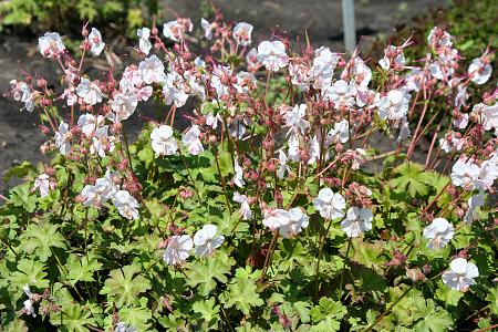 Geranium x cantabrigiense 'St. Ola'