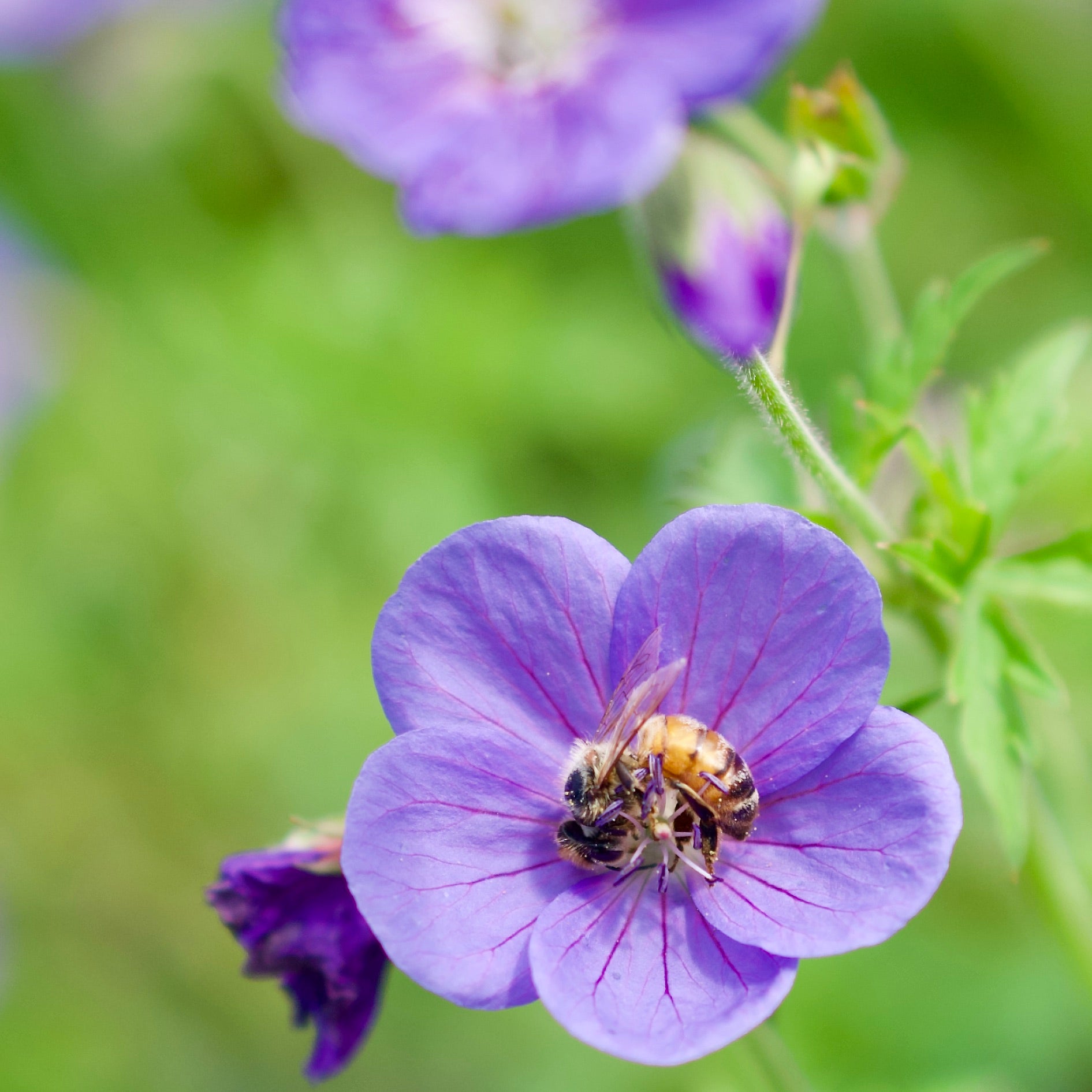 geranium johnson's blue seeds Geranium Johnsons Blue