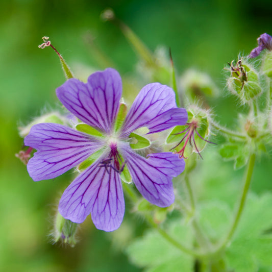 Geranium x 'Phillippe Vapelle'