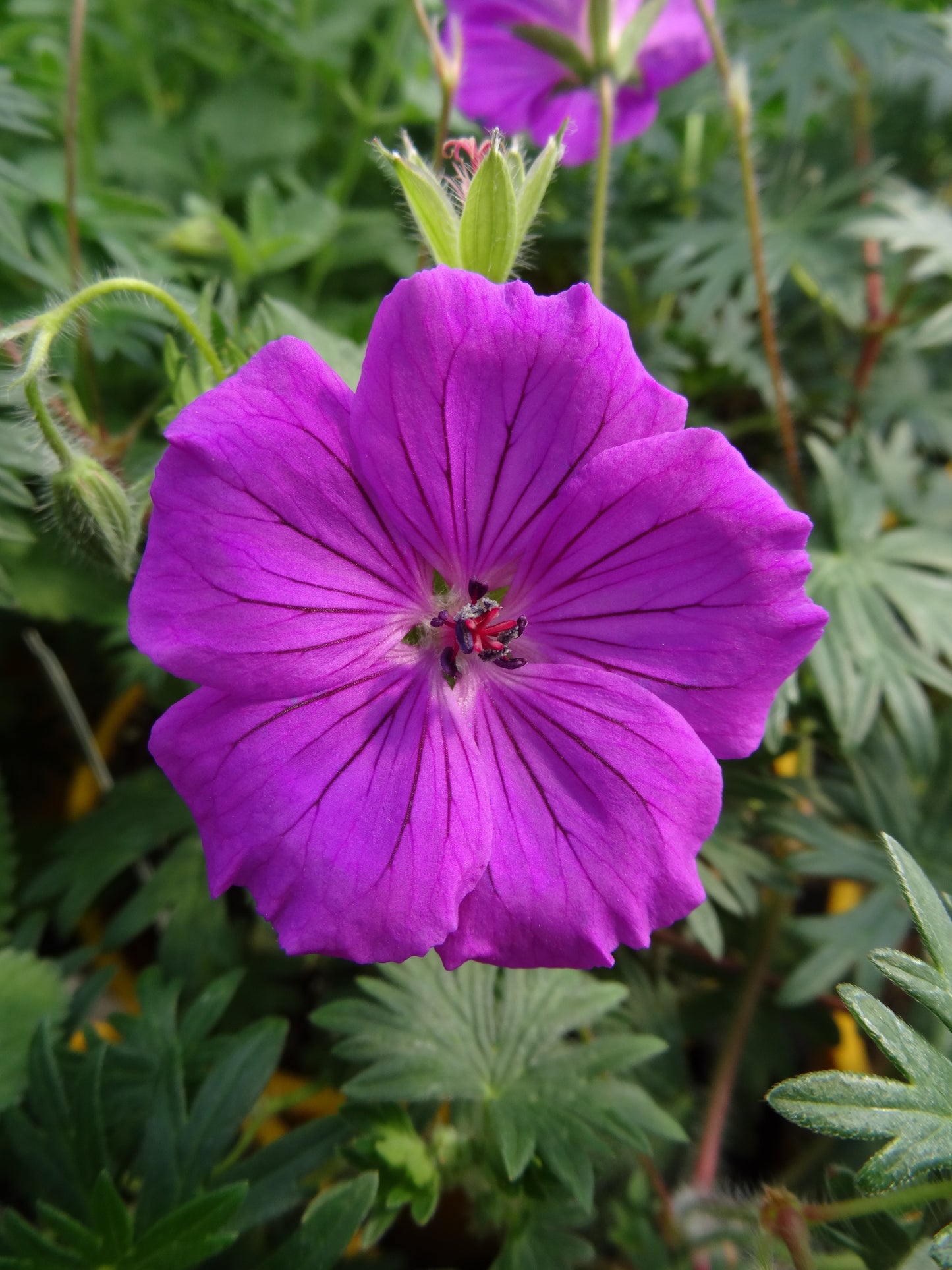 Geranium x 'Tiny Monster'