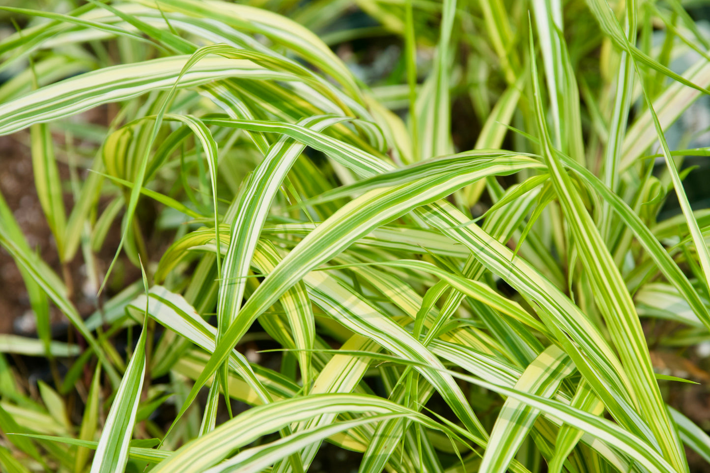 Hakonechloa macra `Aureola'