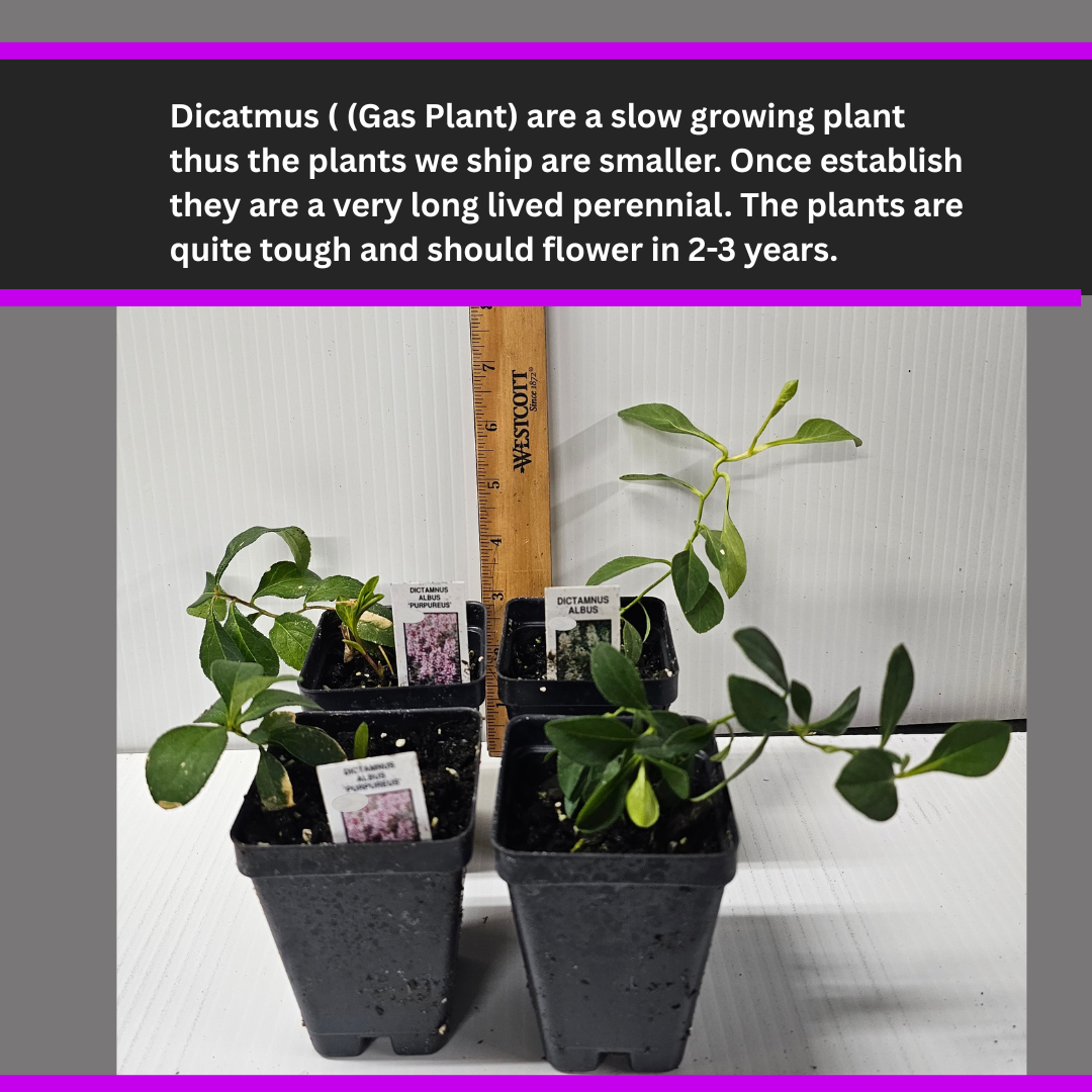 Two potted Dictamnus albus 'Purpureus' plants with green leaves and pink flower spikes, measured against a ruler for scale.