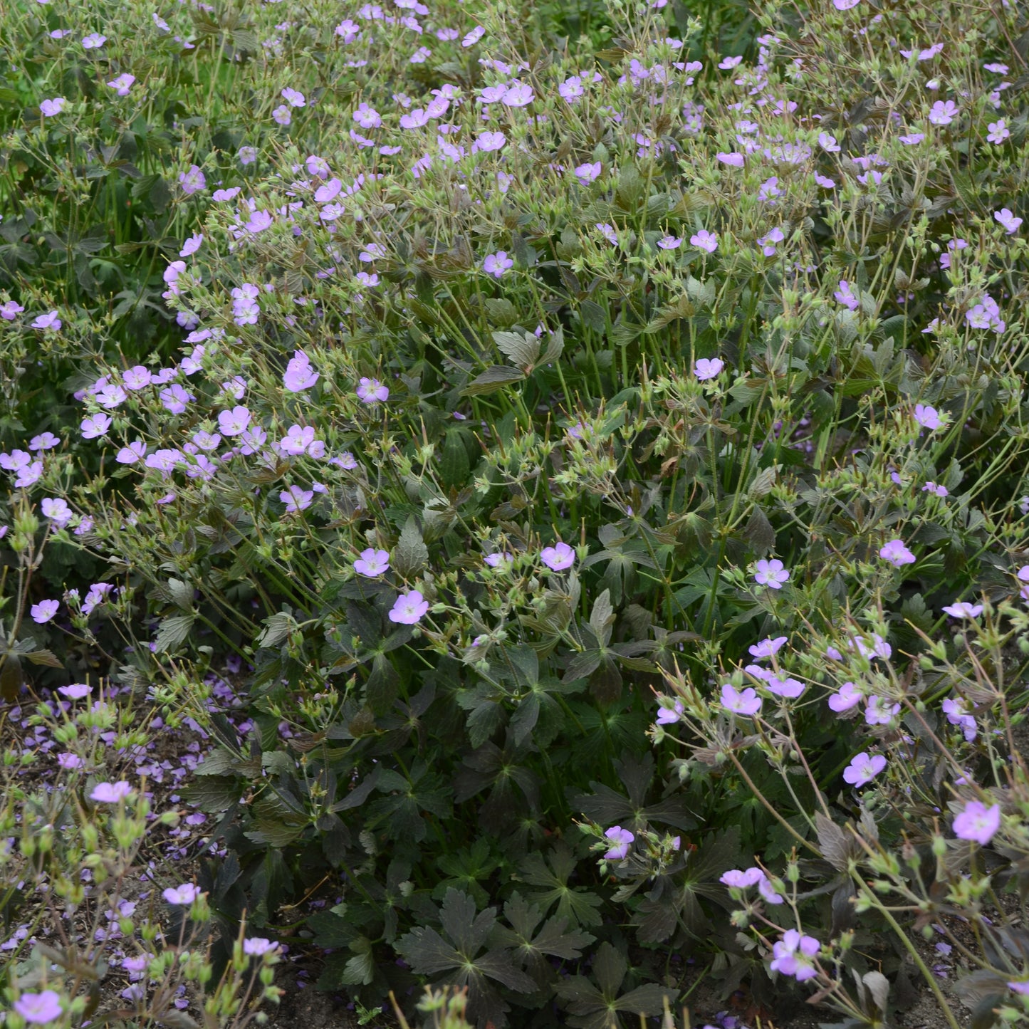 Geranium maculatum 'Crane Dance'