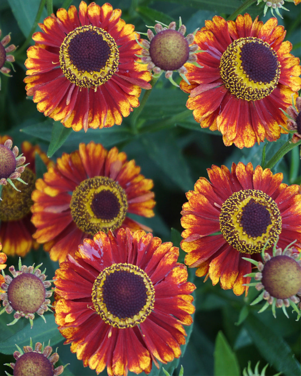 helenium flower seeds Helenium autumnale 'Bandera' (Sneezeweed) – Fieldstone Gardens Inc