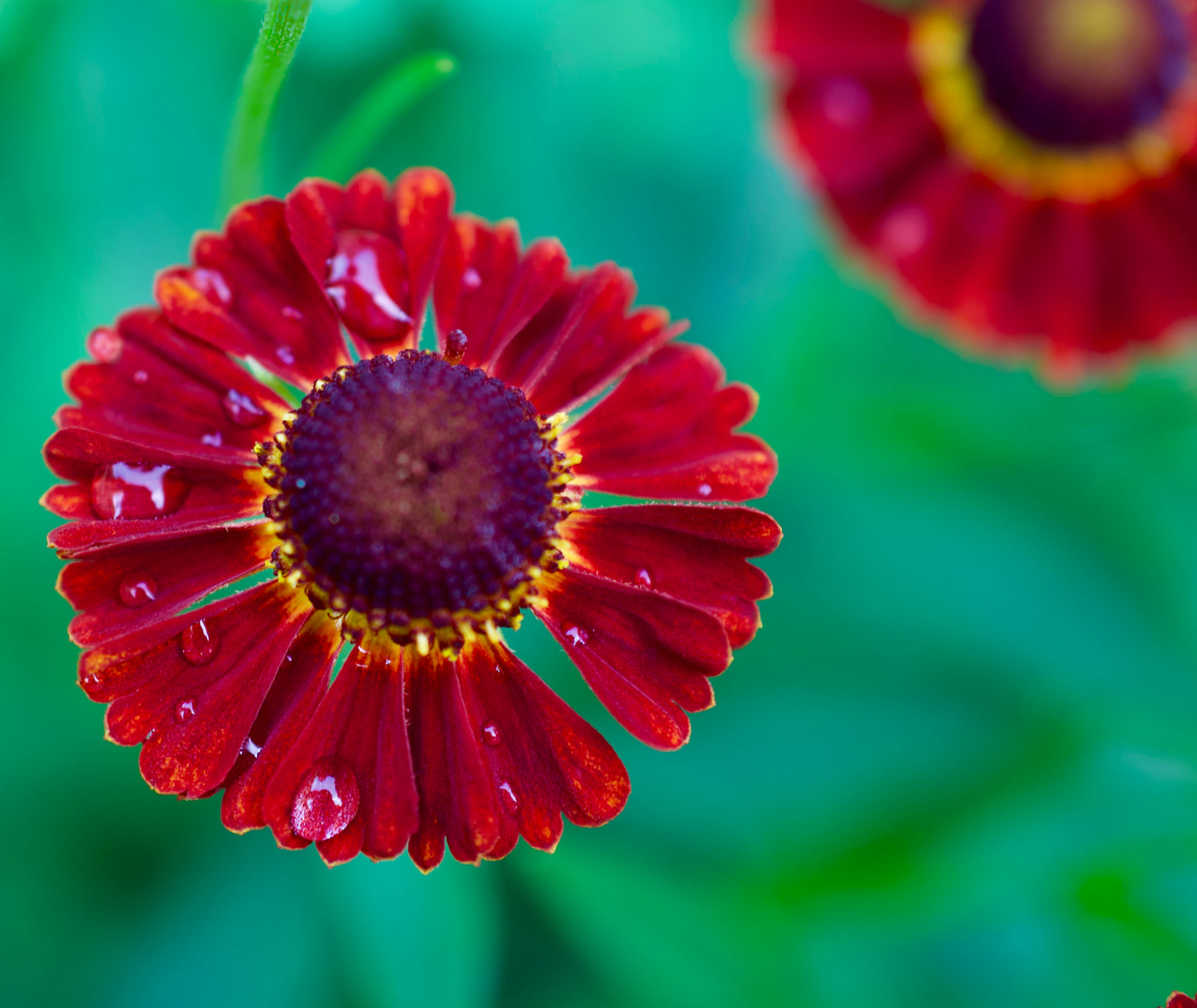 Helenium autumnale 'Mariachi Ranchera'