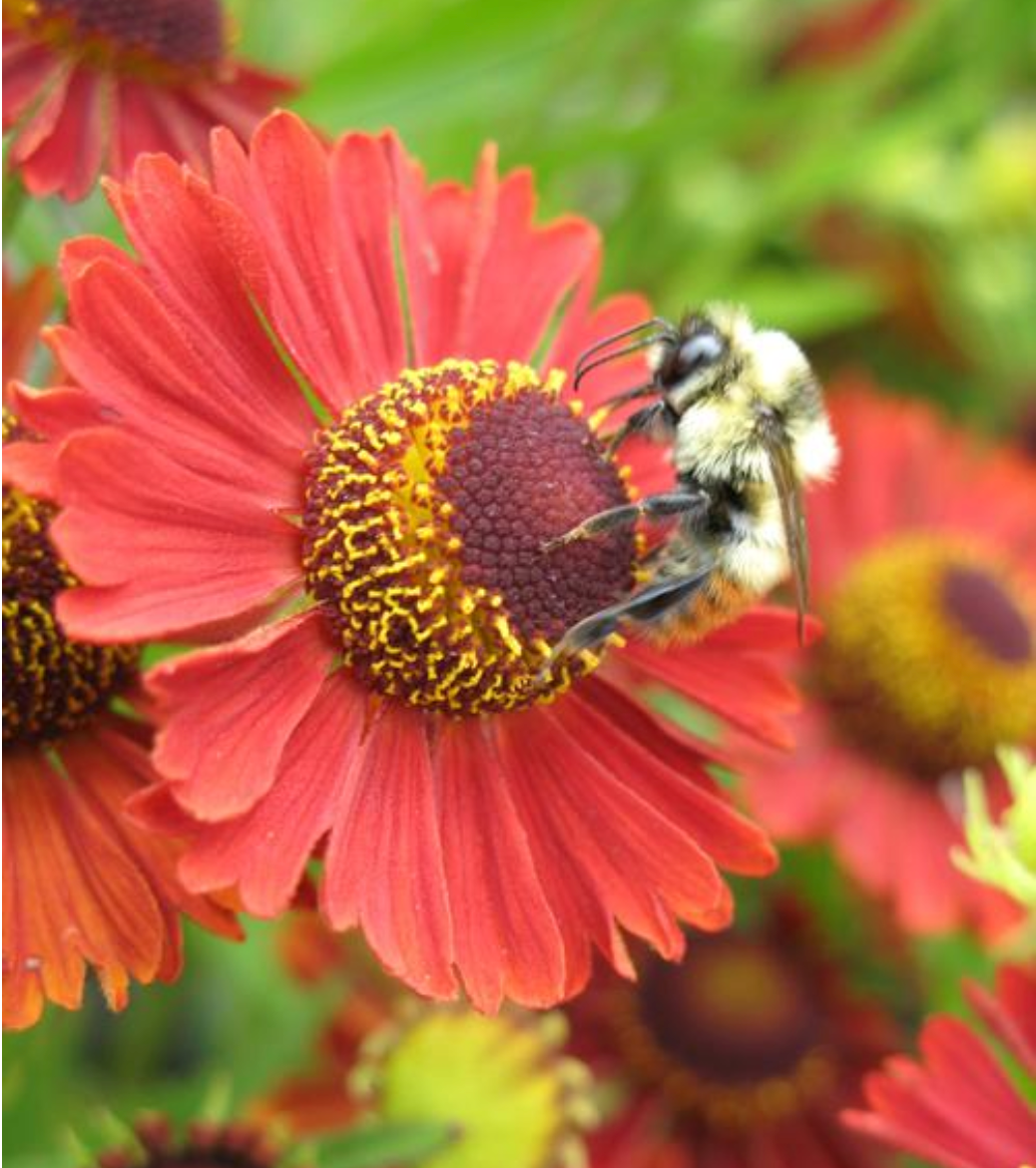 Helenium autumnale Mariachi™ 'Salsa'