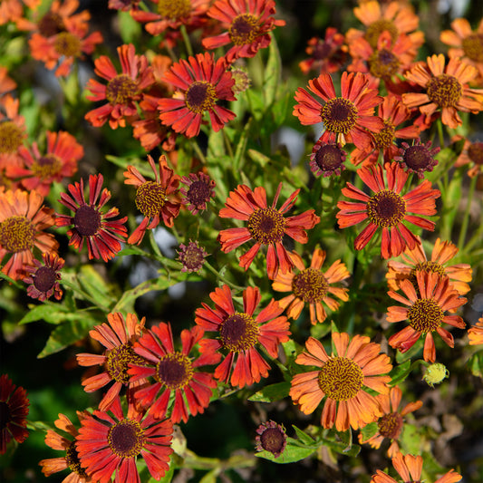 Helenium autumnale 'Siesta' (Sneezeweed)