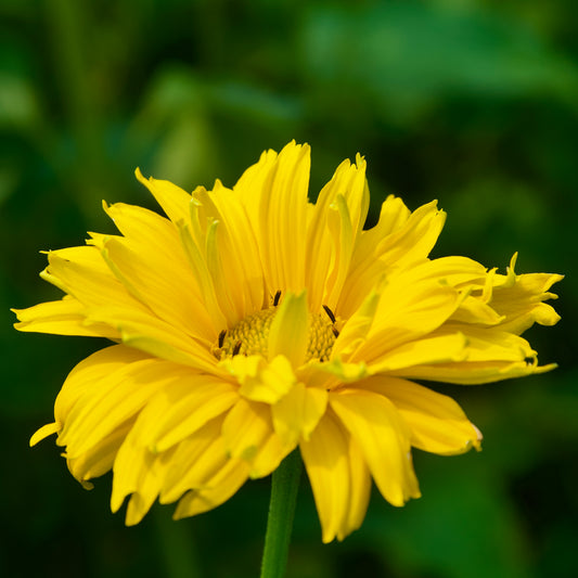 Heliopsis helianthoides `Ballerina'