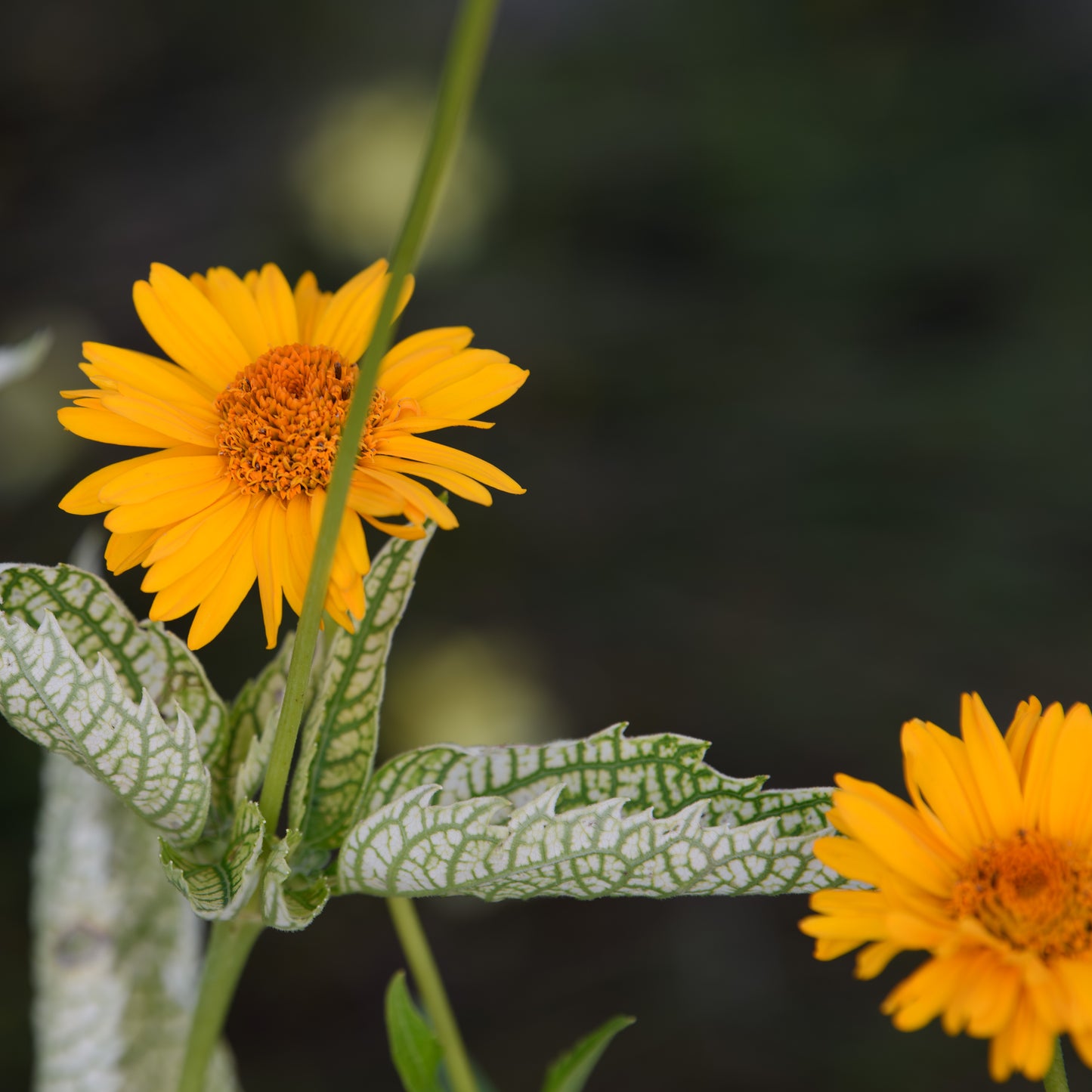 Heliopsis helianthoides 'Bit of Honey'