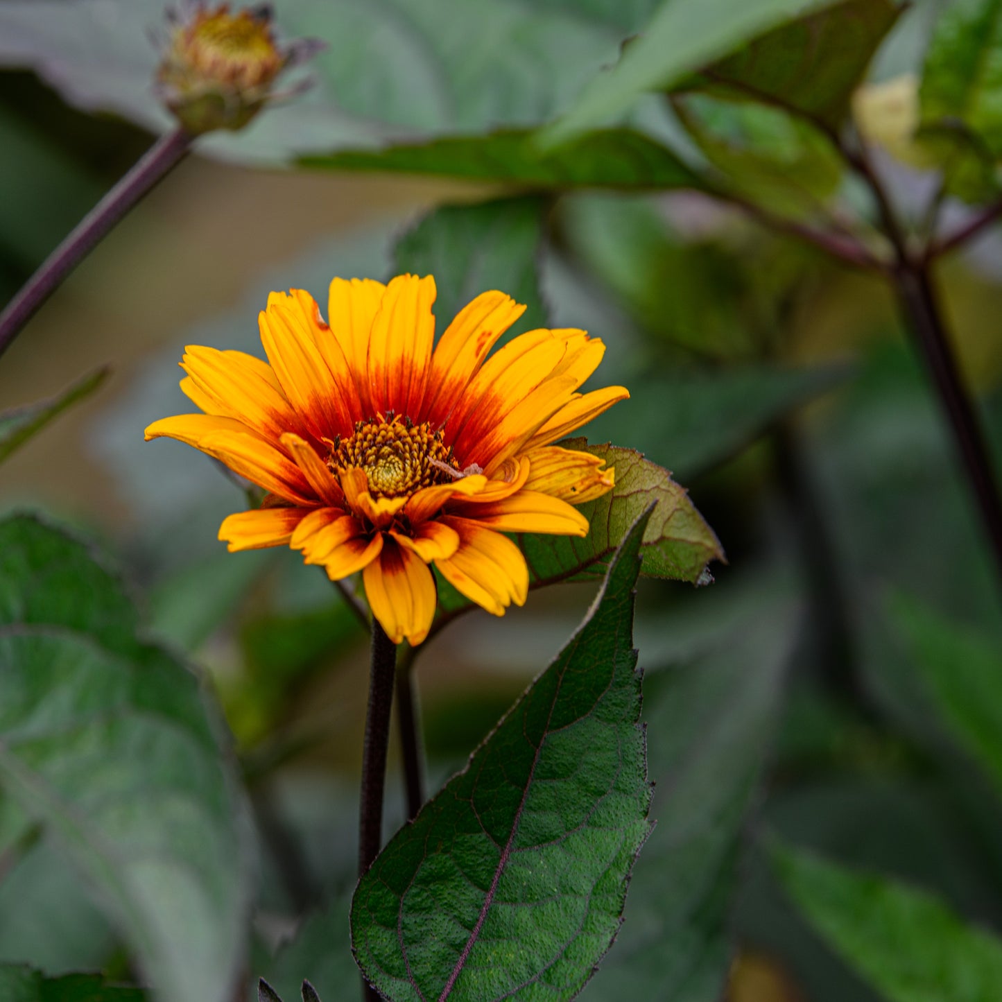 Heliopsis helianthoides var. scabra 'Luna Roja'