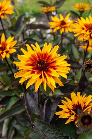 Heliopsis ‘Yellow Spider’ (False Sunflower)