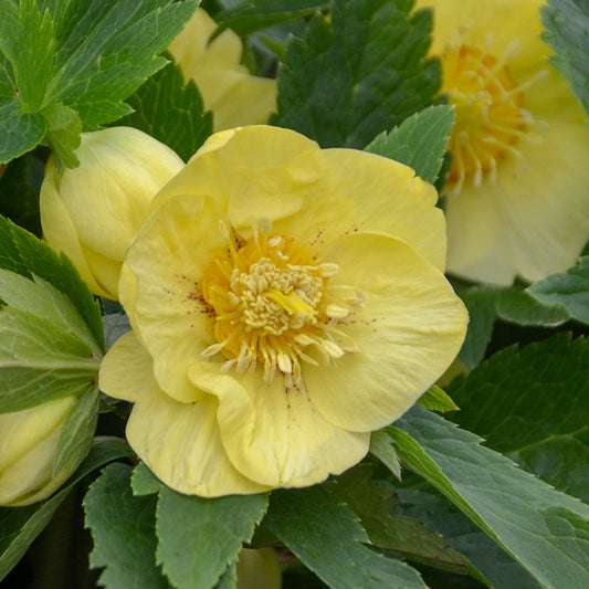 Helleborus   'California Dreaming'