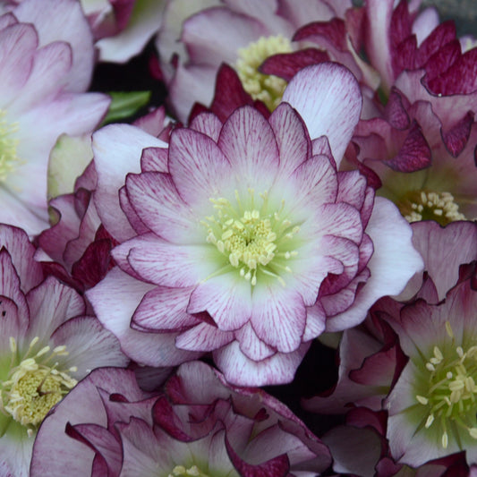 Helleborus x hybridus  'Blushing Bridesmaid'