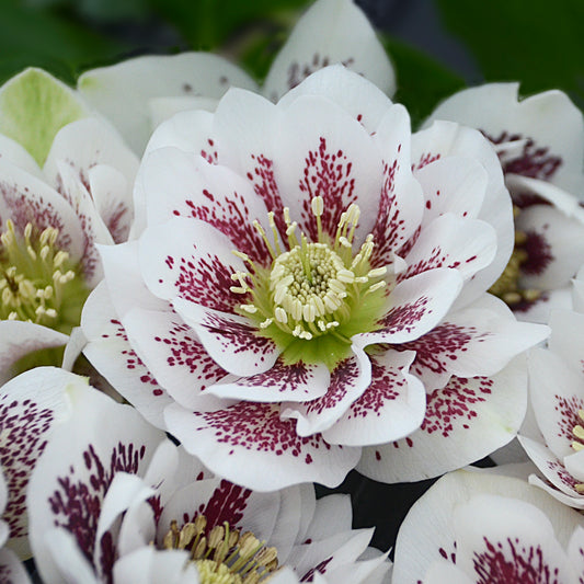 Helleborus x hybridus  'Confetti Cake'