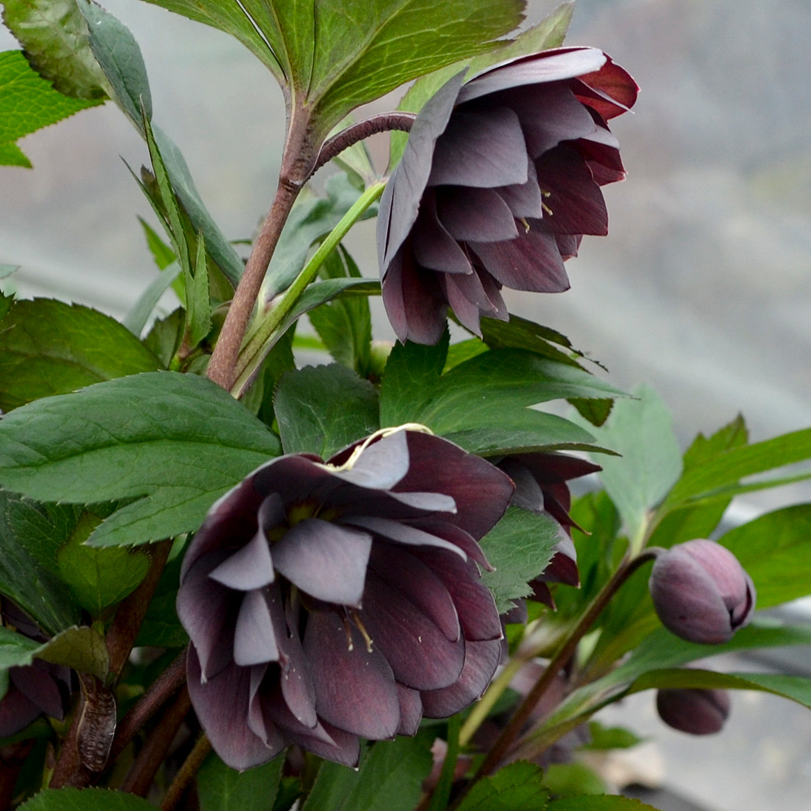 Helleborus x hybridus 'Dashing Groomsmen'