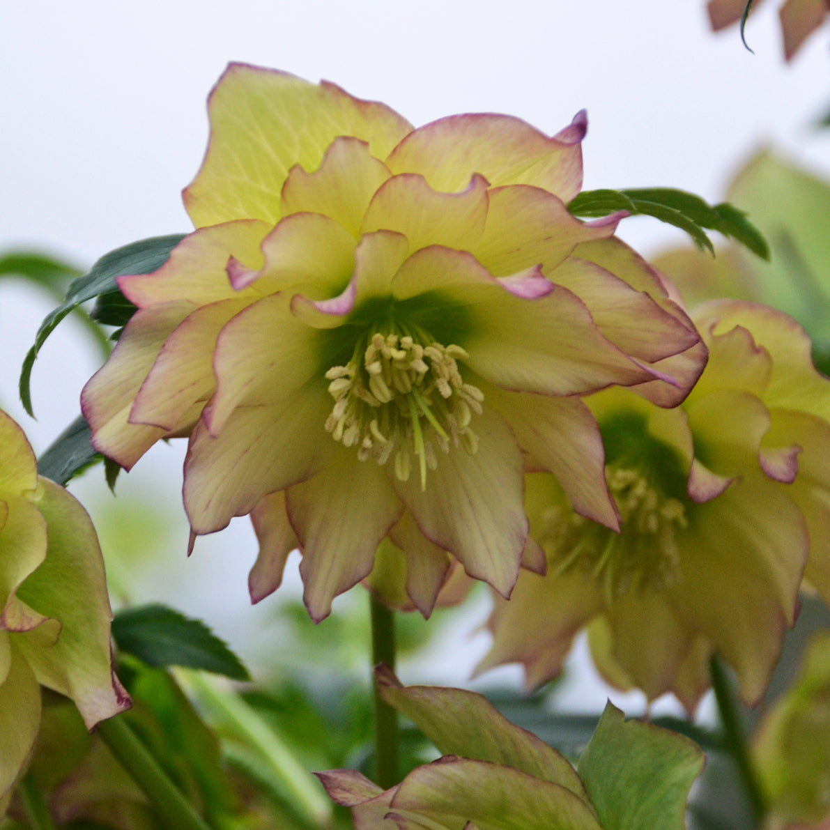 Helleborus x hybridus 'First Dance'