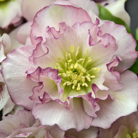 Helleborus x hybridus  'Flower Girl'