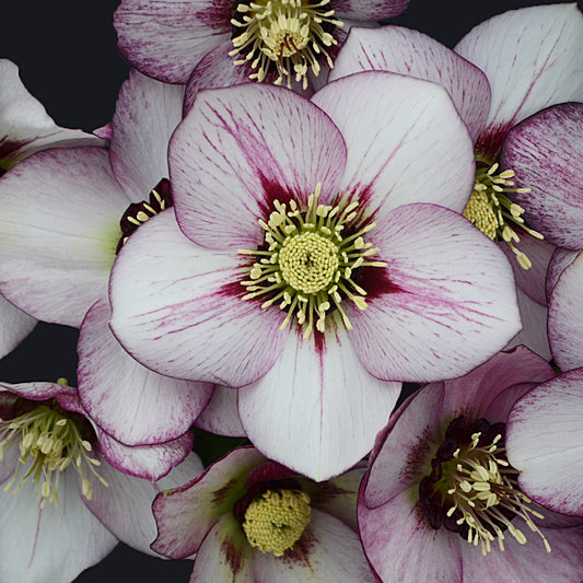 Helleborus x hybridus  'French Kiss'