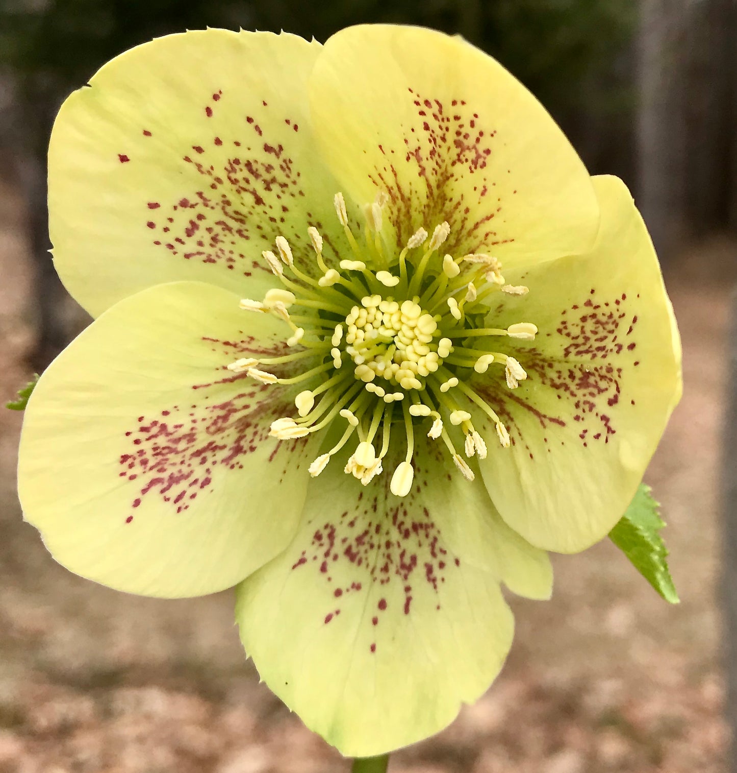 Helleborus x hybridus 'Goldfinch'