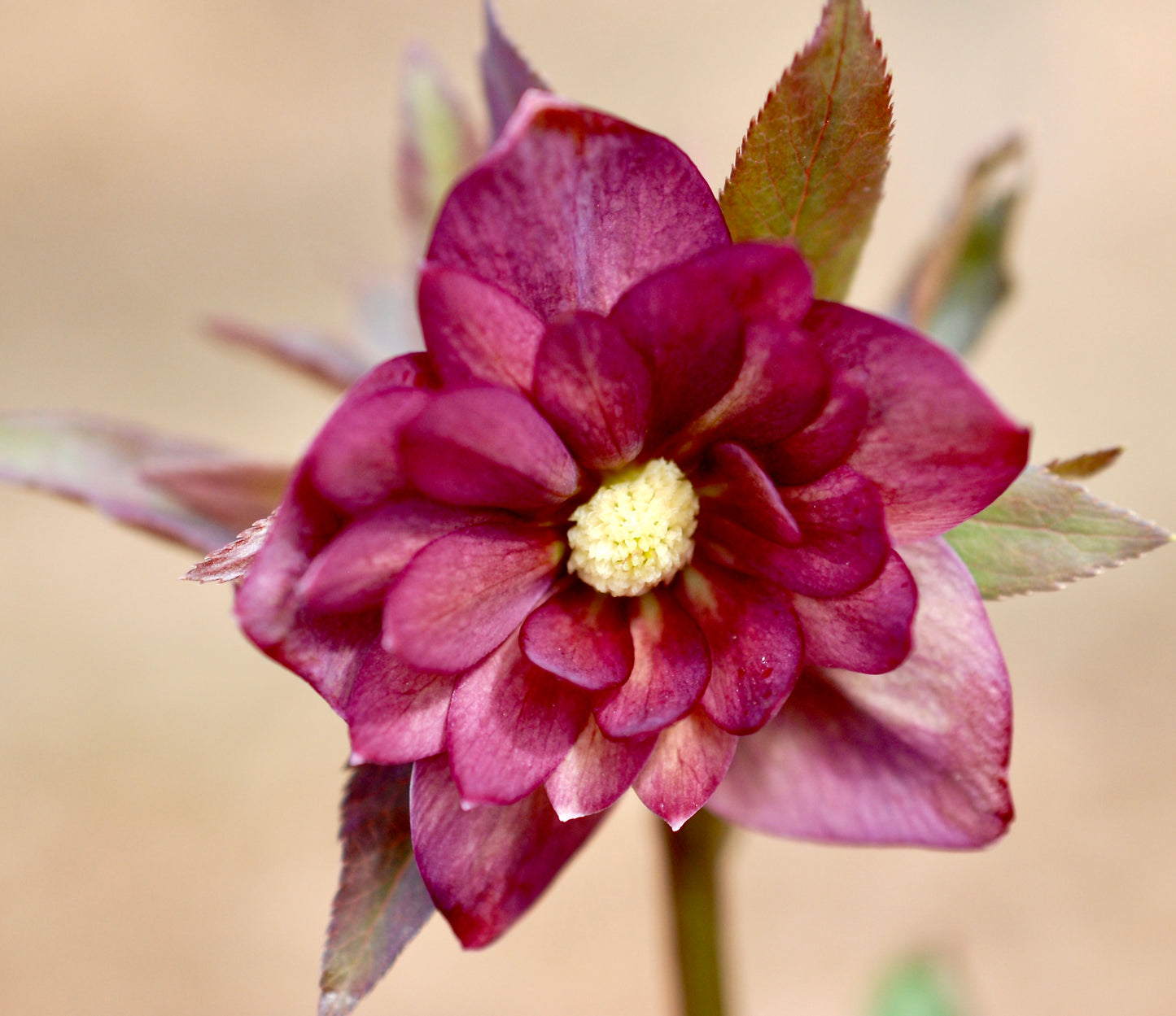 Helleborus x hybridus 'Kingston Cardinal'