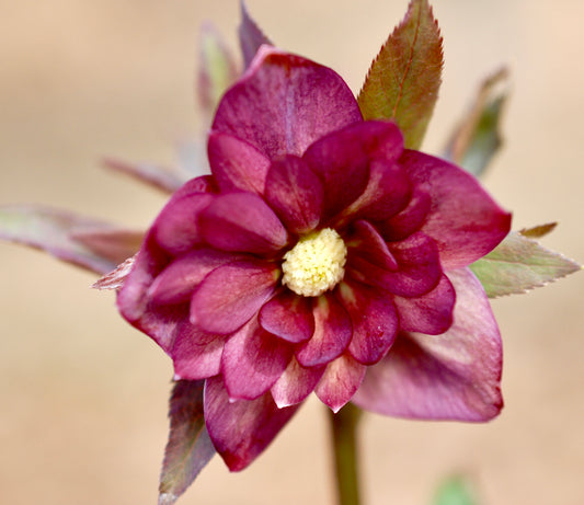 Helleborus x hybridus  'Kingston Cardinal'