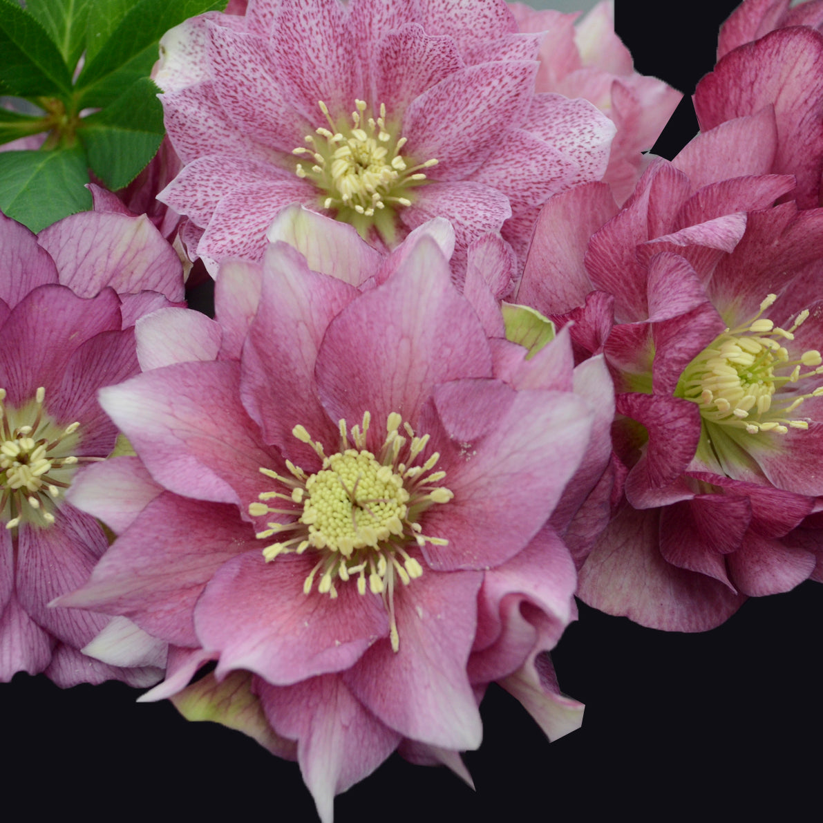 Helleborus x hybridus 'Maid of Honor'