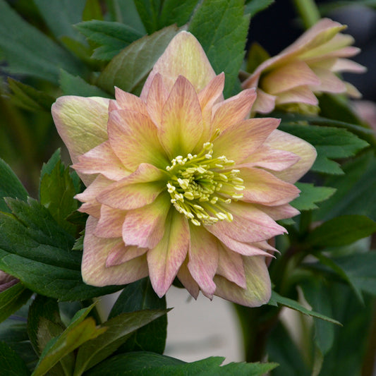 Helleborus x hybridus  'Mother of the Bride'