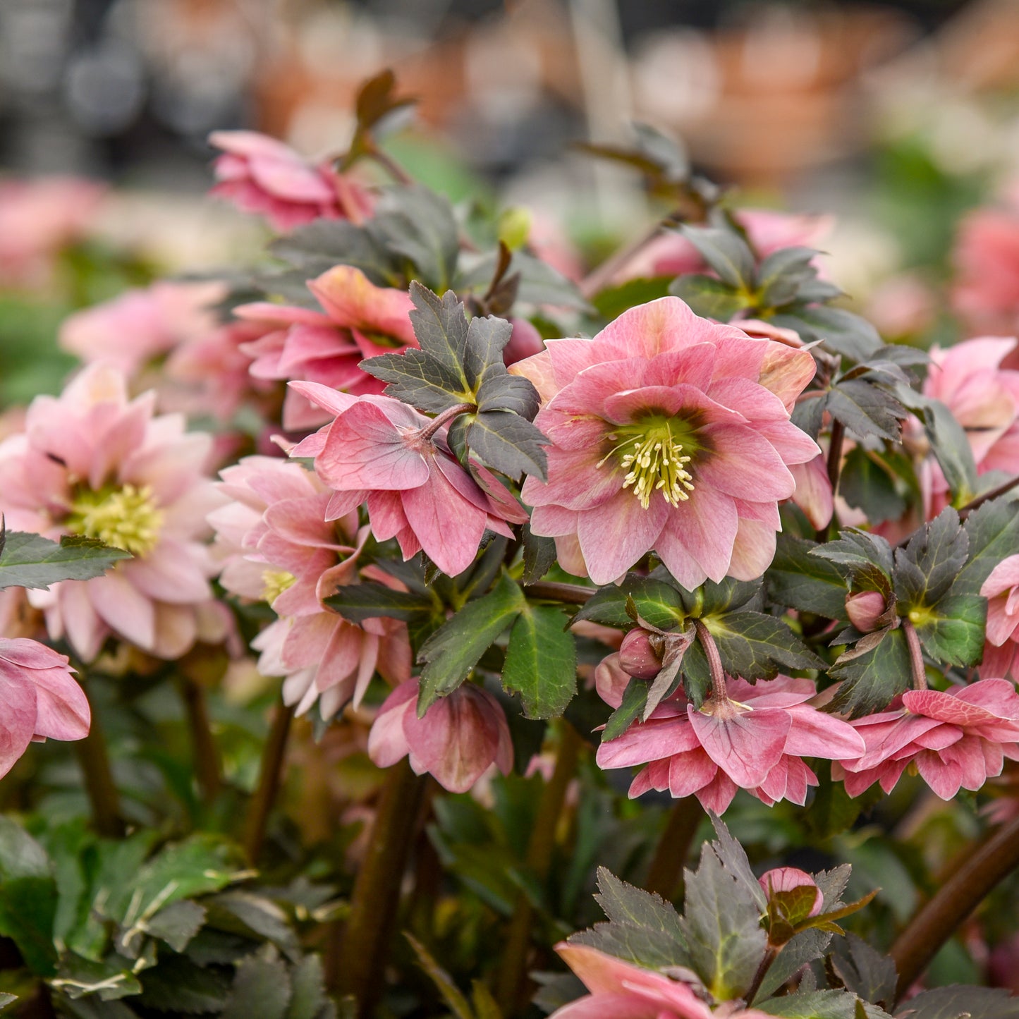 Helleborus x hybridus 'Mother of the Bride'