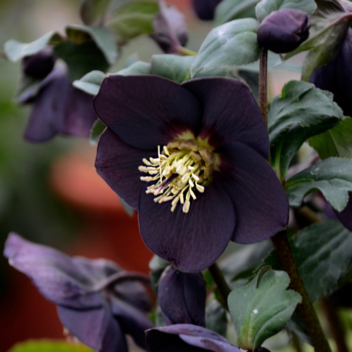 Helleborus x hybridus 'New York Night'