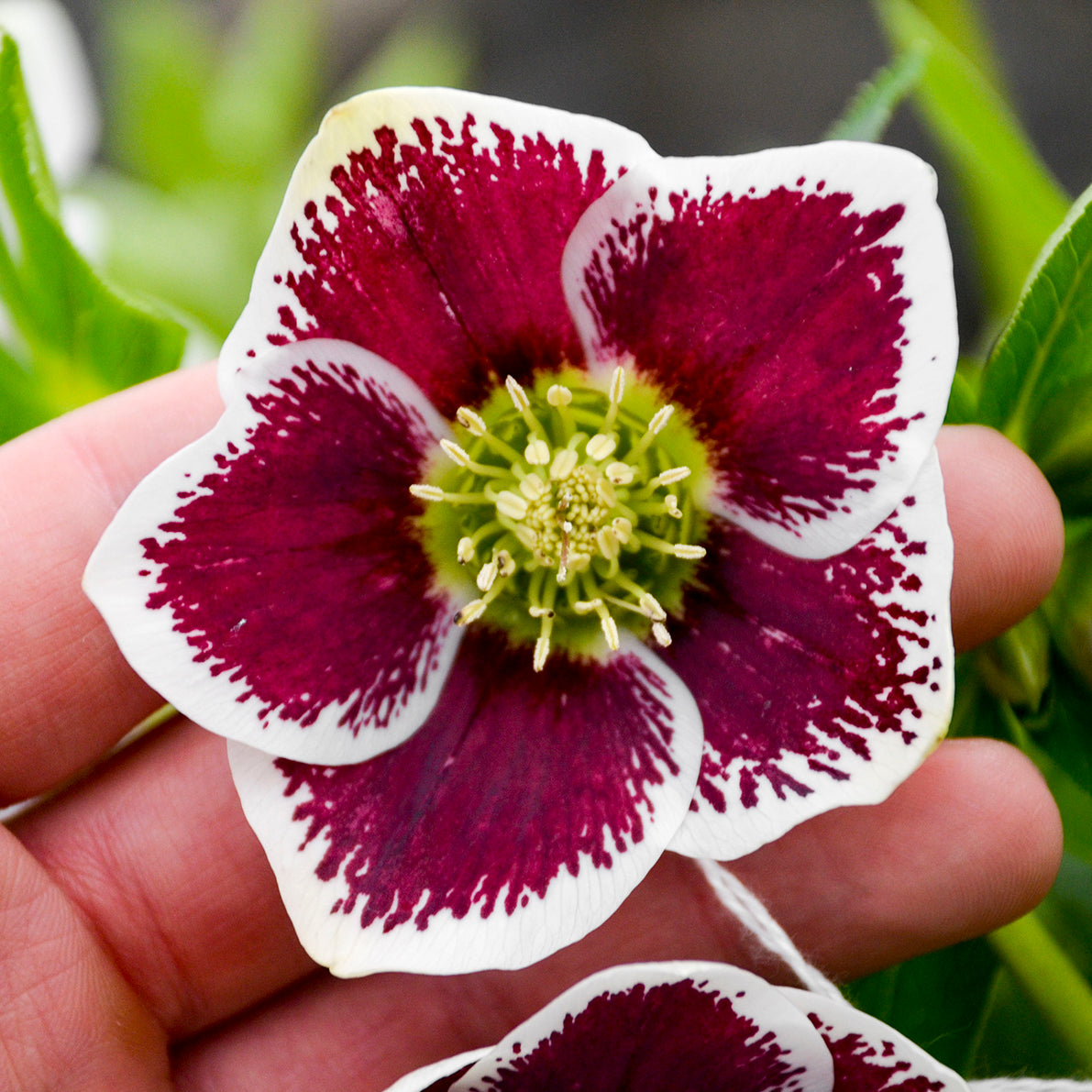 Helleborus x hybridus 'Romantic Getaway'
